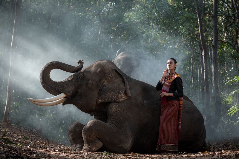 portrait,elephant,woman,Thai,animal Woman and Elephant photo preview