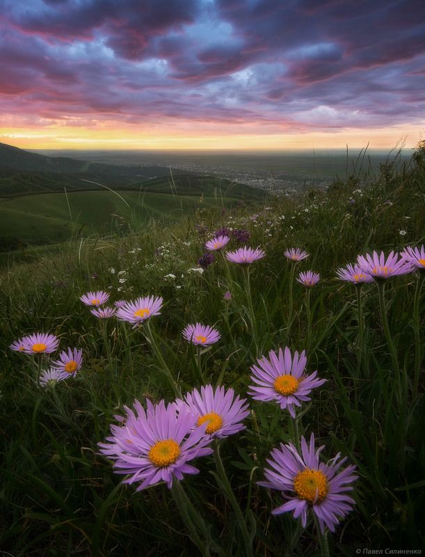 пейзаж, закат, цветы, небо, лето, астры, горы, алтай, белокуриха Летний вечер фото превью