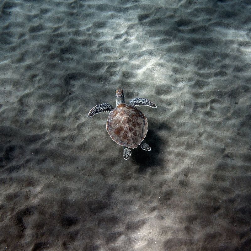 Полет черепашкиphoto preview