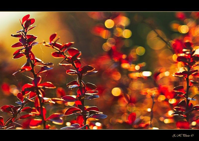 red, leaves, sunlight, bokeh, flares, torns, shrubs, christmas, bugs Bug\'s Christmasphoto preview
