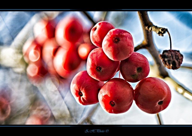 fruits, branches, sky, bokeh, red, blue, autumn No one will pick themphoto preview