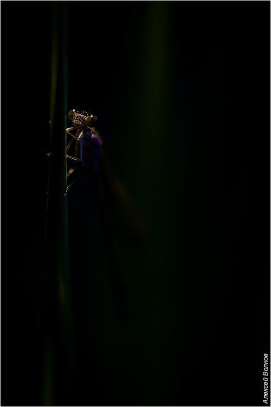 стрекоза, сумерки Сумеркиphoto preview