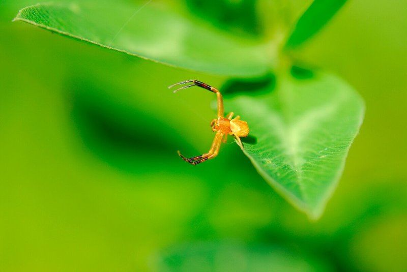 паук крабаphoto preview