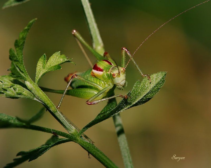 лето, трава, кузнечик Я не вижу верхушек этих деревьев, зато я вижу дальше… фото превью