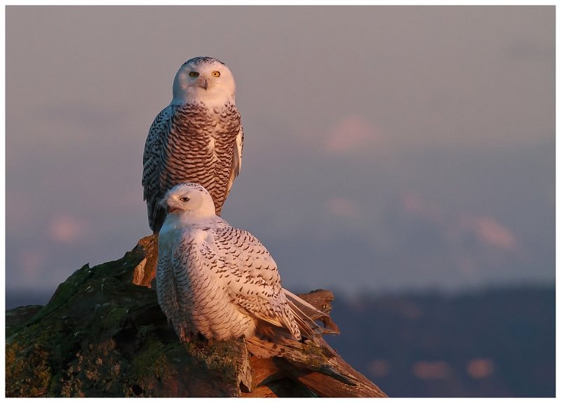 Семейный портретphoto preview