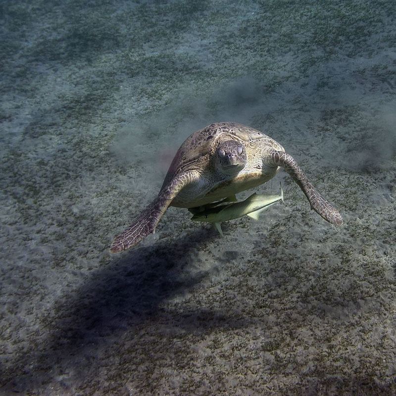 Черепахи Абу Дабаб, Марса Алам, Египет - 2photo preview