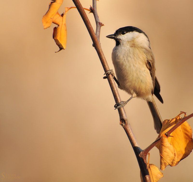 Parus palustris фото превью