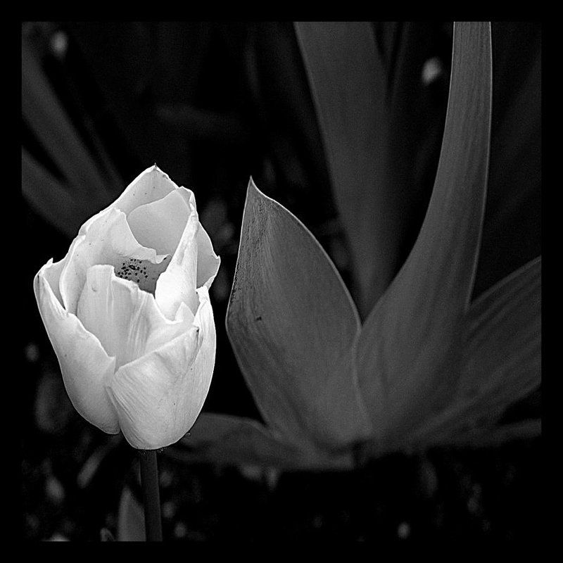 тюльпанphoto preview