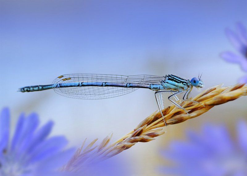 Лазурь да бирюзаphoto preview