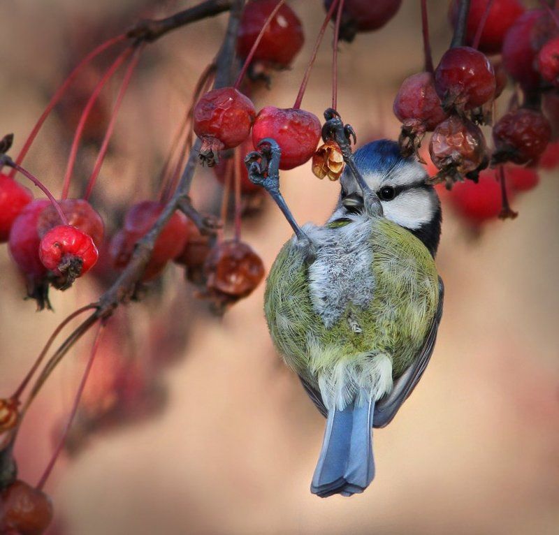 Зоркий глаз.photo preview