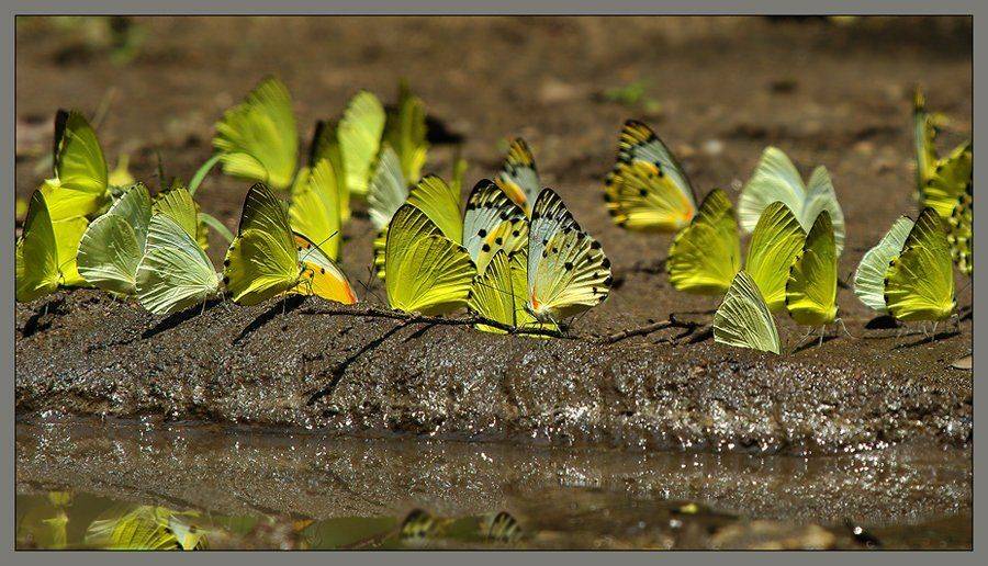 Жажда. Автор: Sergey Volkov , Sergey Volkov