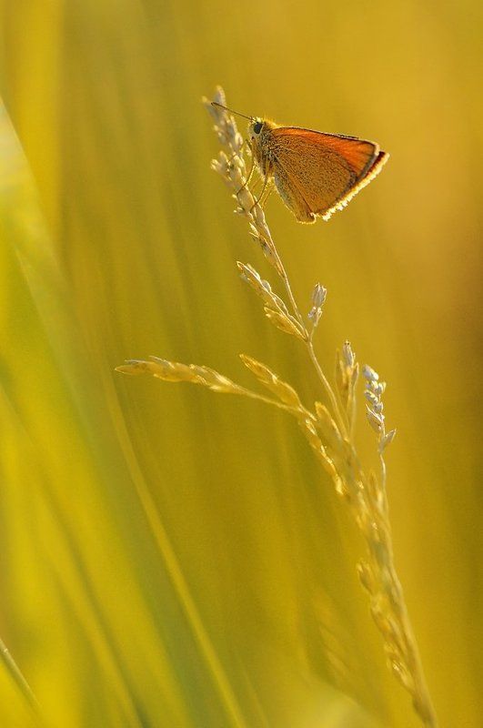 В золотых лучахphoto preview