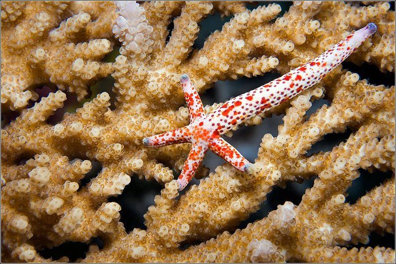 Рождение сверхновой... фото превью