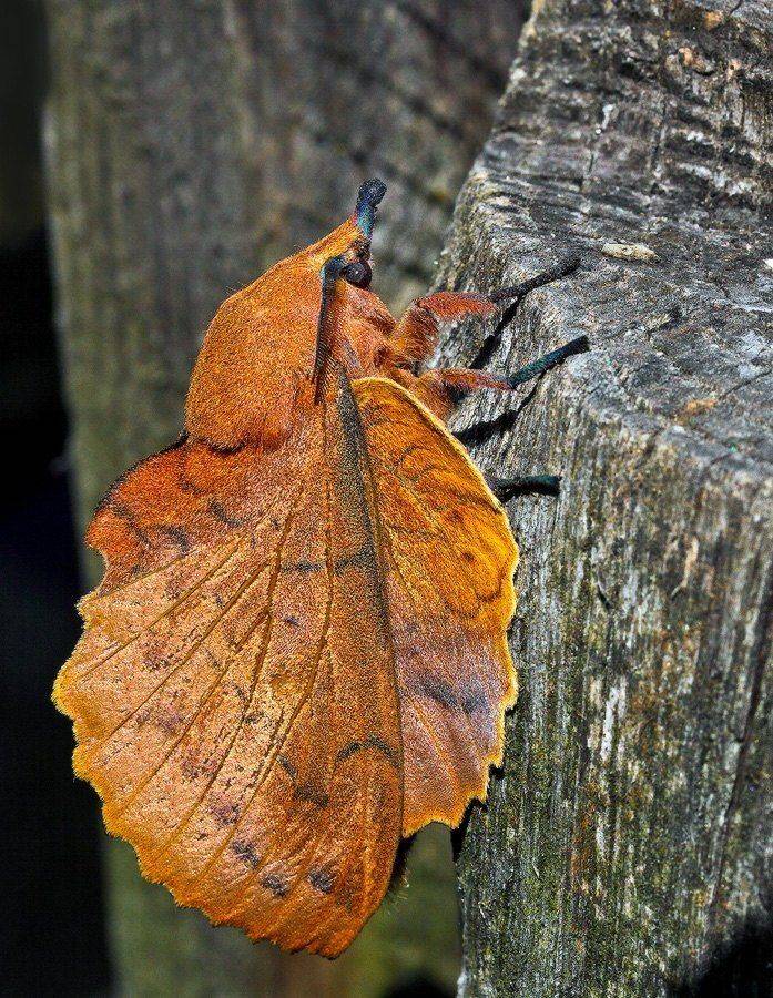 Коконопряд дуболистный. Автор: Uncle_Vova (Владимир Веснин) , Uncle_Vova (Владимир Веснин)
