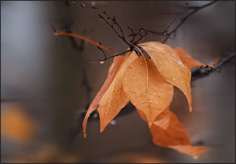 Осеняя нежность. Автор: Богдан , Богдан