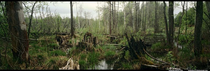 болото, деревья, весна пейзаж юрского периодаphoto preview