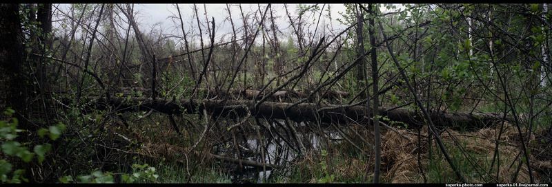 панорама, деревья, болото, юрский периодphoto preview