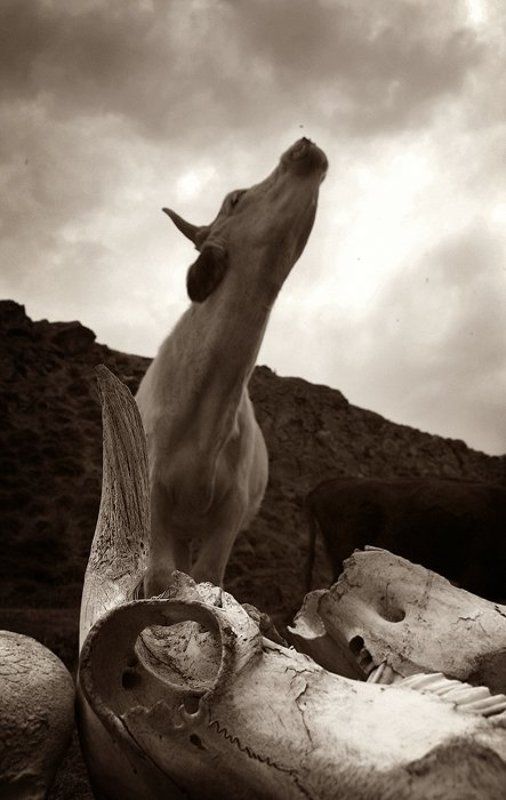 монголия попытка №.... фото превью