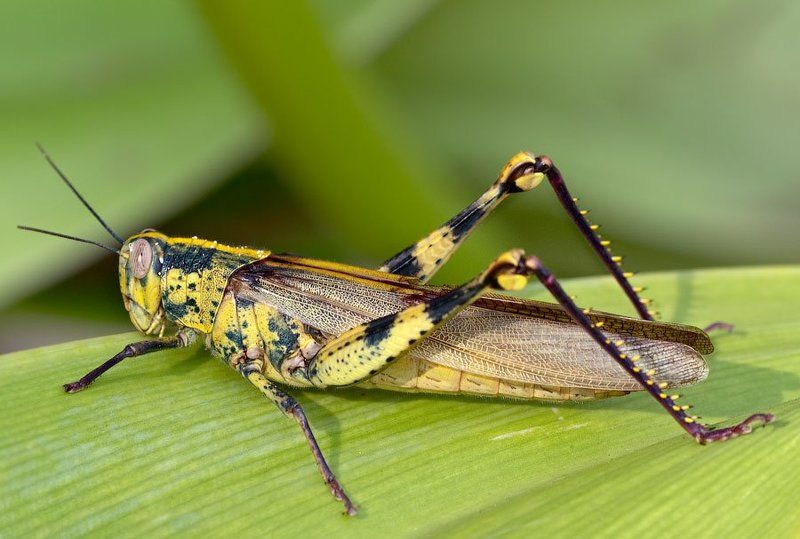 модели для фильма чужиеphoto preview