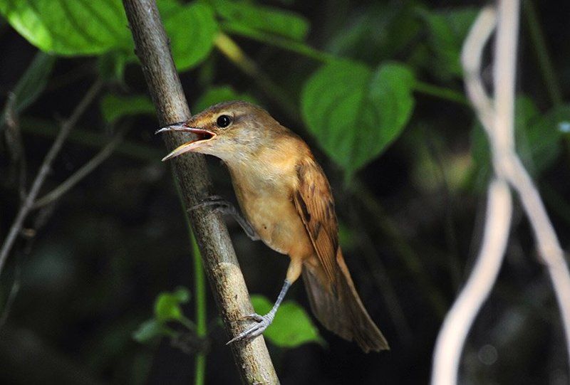 камышовка, acrocephalus Камышовкаphoto preview
