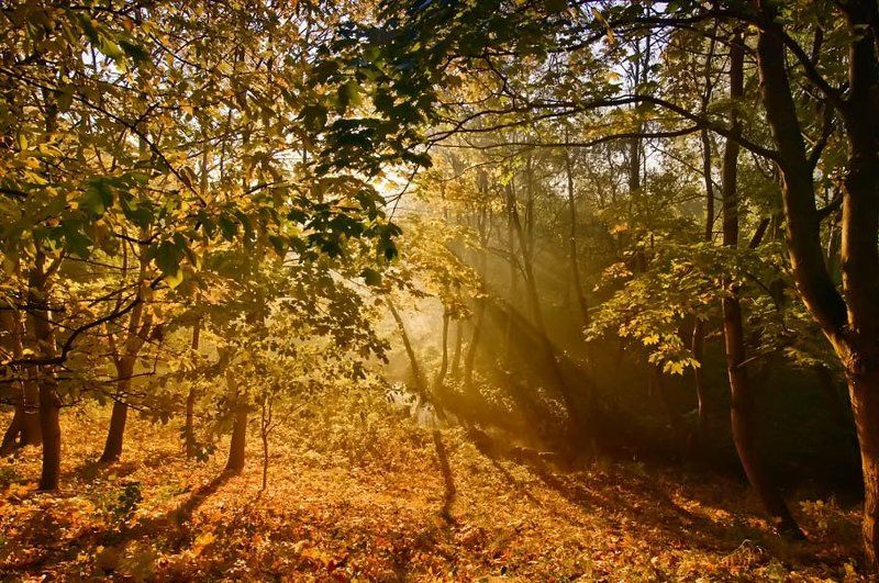 Утренний поцелуйphoto preview