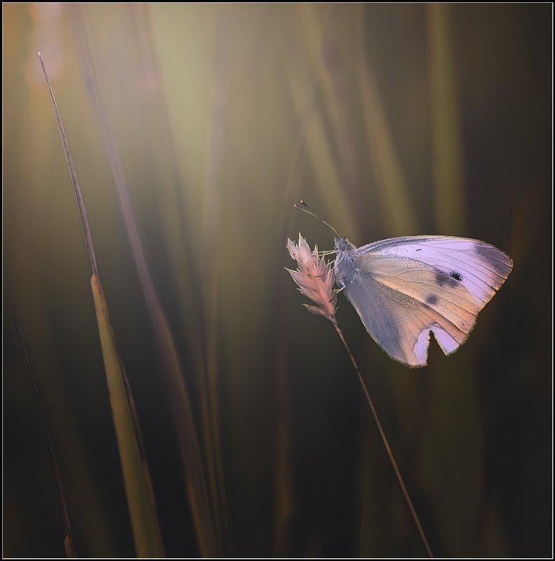 макро,природа,бабочка, В ожидании теплого солнышка.photo preview