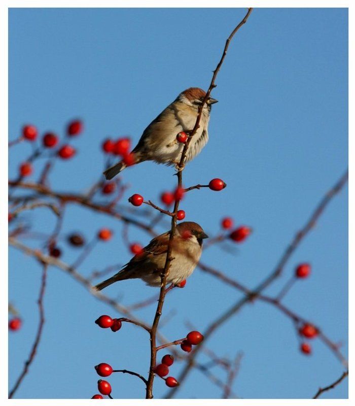 Passer montanusphoto preview