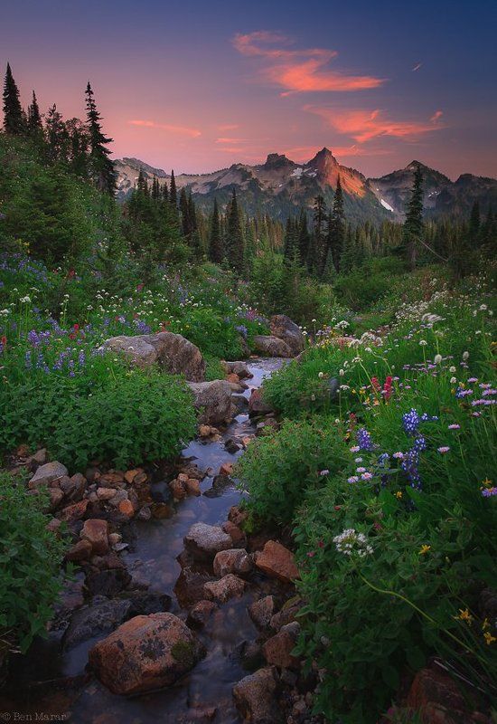 mt. rainier np, paradise. Evening Walk in Paradise or What a Wonderful World...photo preview