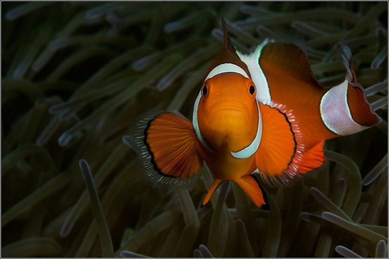 Портрет Амфиприона фото превью