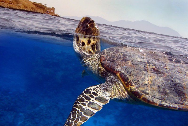 черепаха Вдохнуть... и не дышатьphoto preview