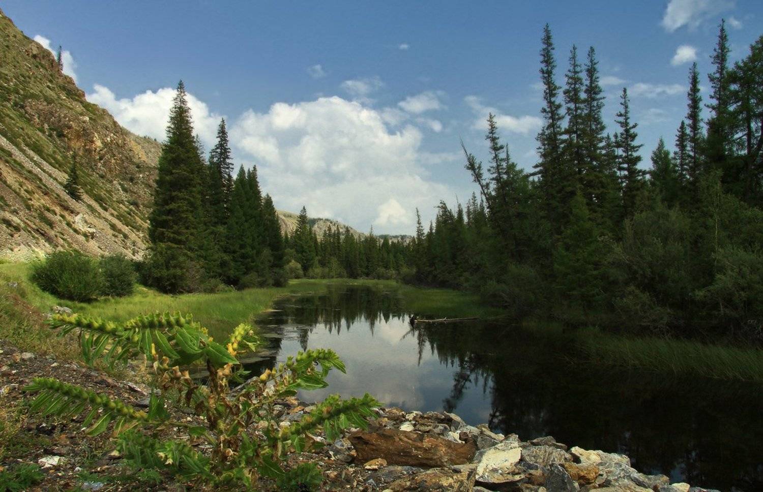 Тихая заводь. Автор: Галина Хвостенко , Галина Хвостенко