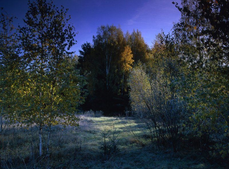 деревья.рассвет.осень.заморозки.иней. Утро,заморозки.photo preview