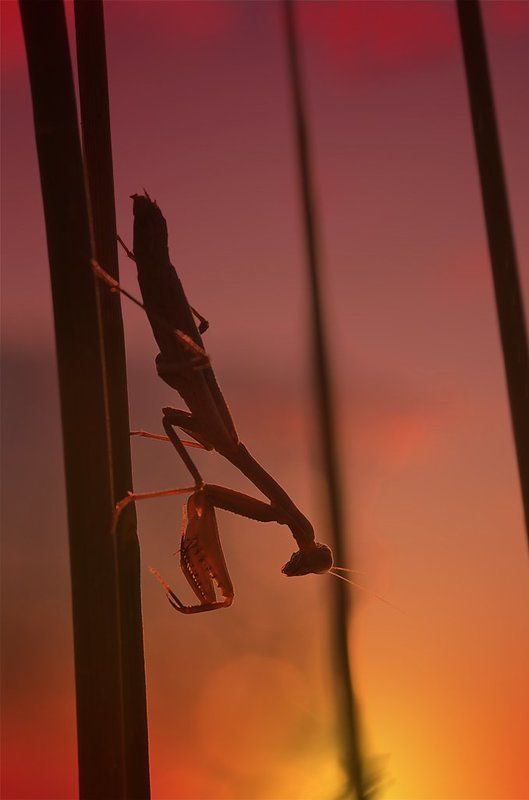 Провожающий солнцеphoto preview