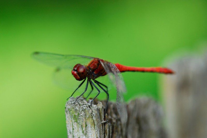 Стрекозаphoto preview