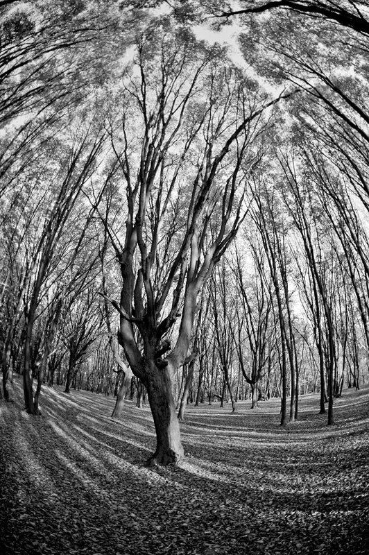 terokhina, nadya ((()))photo preview