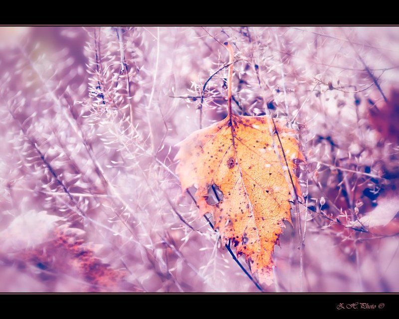 leaf, bushes, pink, bokeh The same leafphoto preview