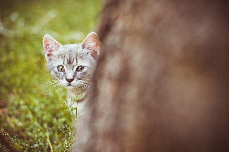 игрищаphoto preview