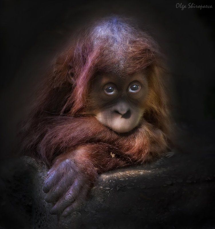 зоопарк, звери, тель-авив, чувства Мне грустно.photo preview