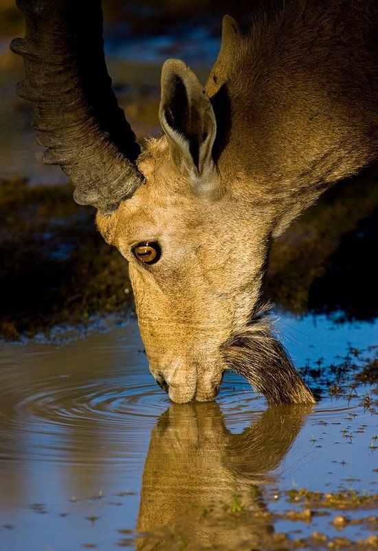 нубийский козерог, водопой поцелуйphoto preview