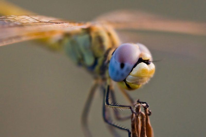 dragofly photo preview