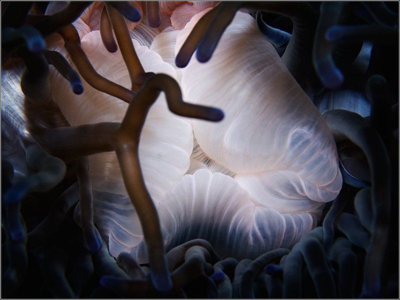 Жадные губы Актинии злобной... фото превью