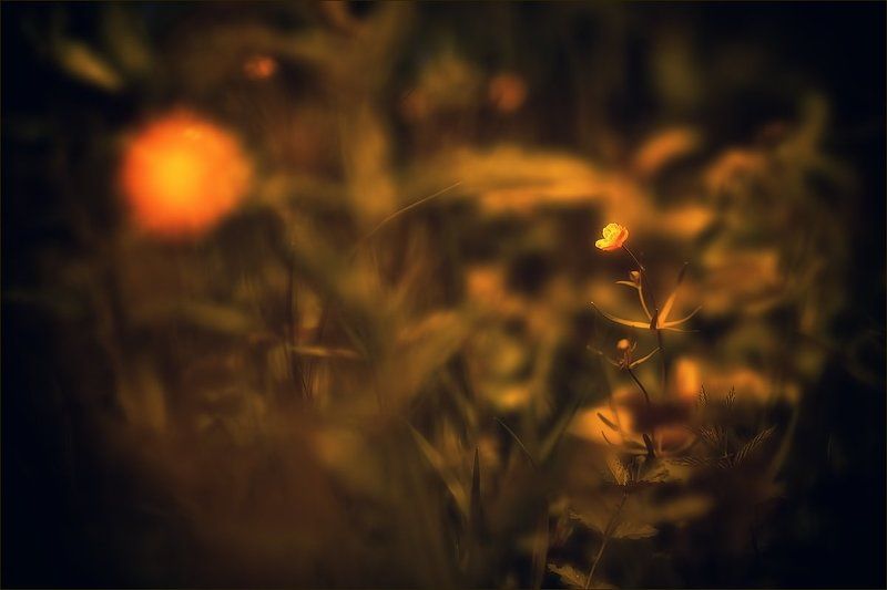 Про лютик и светphoto preview