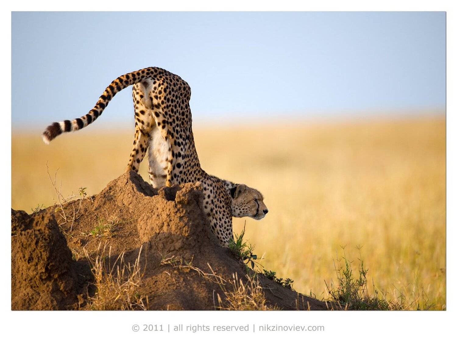 На низком старте. Автор: Николай Зиновьев гепард, дикая природа, африка, животные, зиновьев николай, Николай Зиновьев
