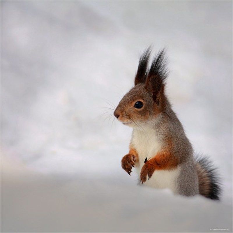 белка,природа,флора,фауна дозорный белк ..)) фото превью