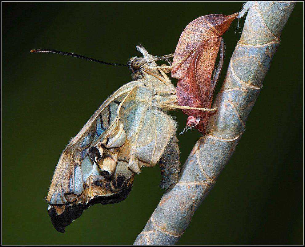Ещё немного , ещё чуть чуть ). Автор: Александр Чувилин куколка,рождение,бабочка,sylvia, Александр Чувилин