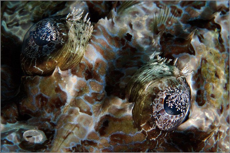 рыба, крокодил, пятнистый, плоскоголов, crocodile, fish А глаза такие добрые-добрые... фото превью