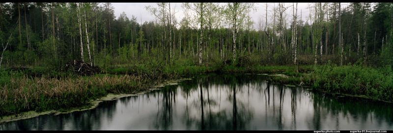 сказка, болото, пруд, панорама Сестрица Аленушка и братец Иванушка.photo preview