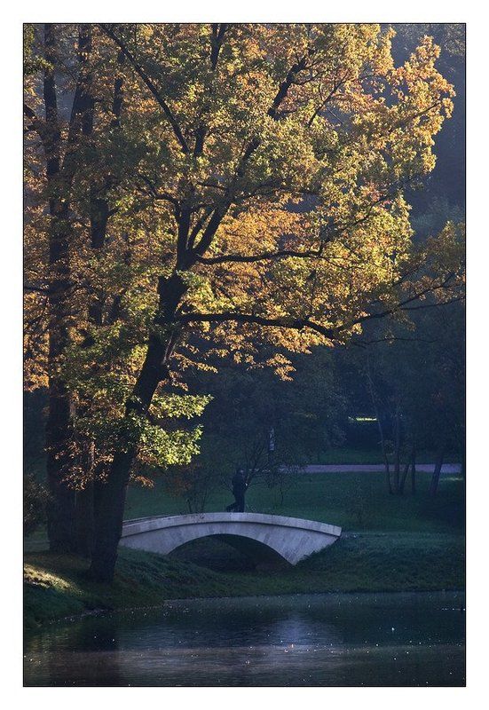 Деревоphoto preview