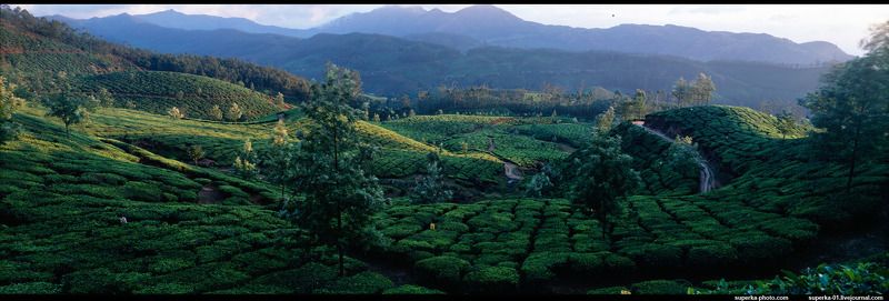 чай, индия, мунар, панорама Чай растет только в прекрасных местахphoto preview