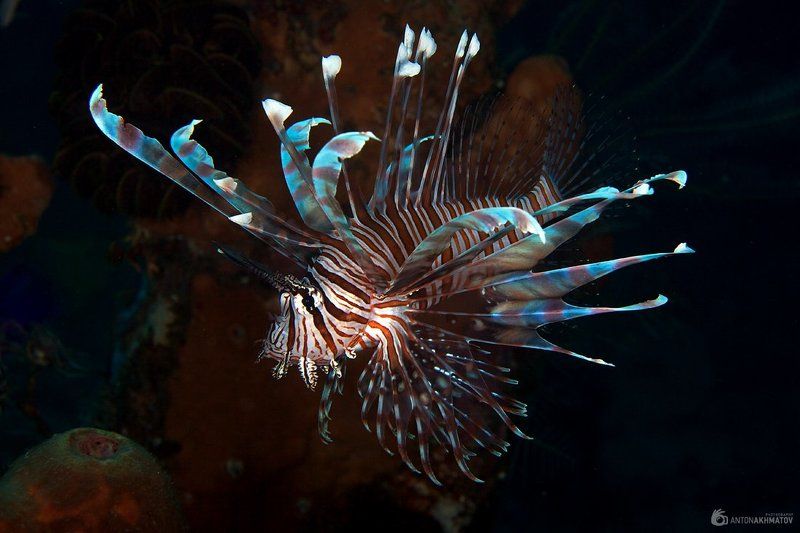 underwater, bali, lion, fish Lionphoto preview